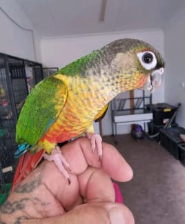 green cheek conure gumtree