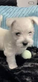 Gumtree west hot sale highland terrier