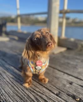 Long haired on sale chocolate dapple dachshund