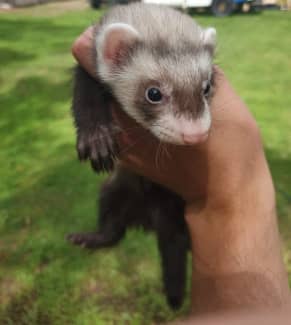 Ferrets for sale sales gumtree