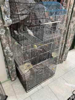 4 young beautiful hand tamed budgies and cage | Birds | Gumtree Australia  Hume Area - Meadow Heights | 1309460288