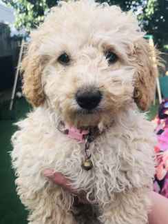 Gorgeous TOY POODLE PUPPIES Dogs Puppies Gumtree Australia Hume Area Sunbury 1329253778