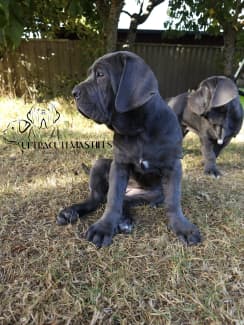 Neapolitan sales mastiff gumtree