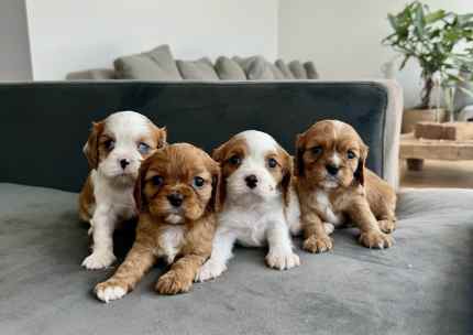 Gumtree king charles fashion cavalier puppies