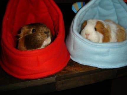 Guinea pig holiday sales boarding near me