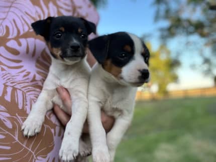 mini foxy cross puppies for sale