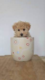 Gumtree maltipoo store