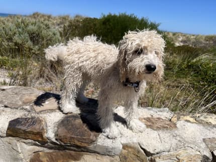 Miniature 2024 poodle gumtree