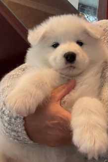 Samoyed puppies for fashion gumtree