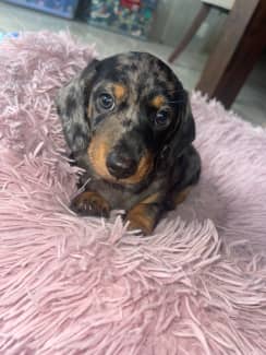 Black and tan silver sales dapple dachshund