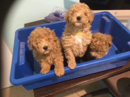 gumtree toy poodle puppies for sale