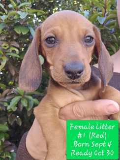 Gumtree sausage dog best sale