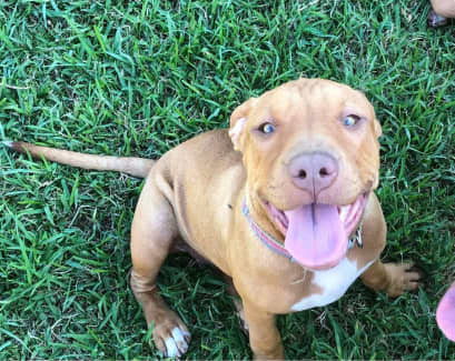 Red nose staffy store puppies