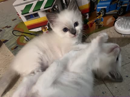 gumtree ragdoll