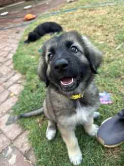 German shepherd best sale cross maremma