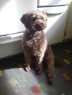 Gumtree lagotto hot sale