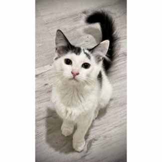 Gumtree store kitten adoption