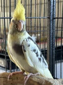 8 week old sales cockatiel