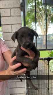 Labrador x kelpie sales puppies for sale