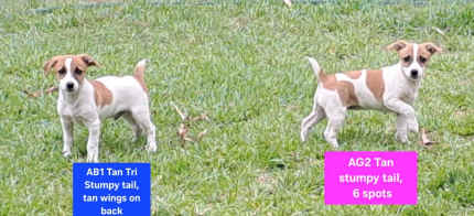 Gumtree fox hot sale terrier