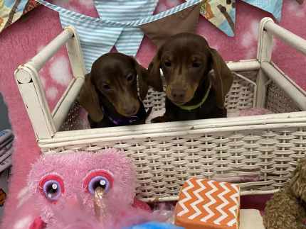 Miniature Dachshunds two female pups Dogs Puppies Gumtree Australia Northern Midlands Longford 1327215684