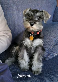 schnauzer terrier mix for sale