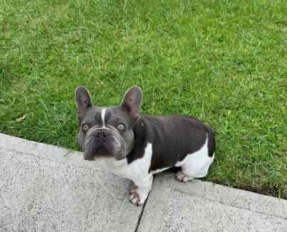 Gumtree french hot sale bulldog