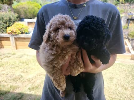 Gumtree teddy hotsell bear puppies