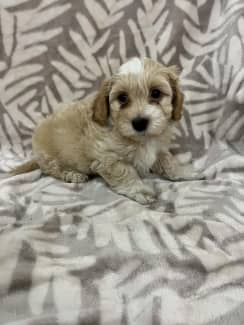 Maltese 2024 cavapoo mix