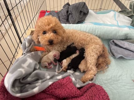 Toy poodle outlet gumtree