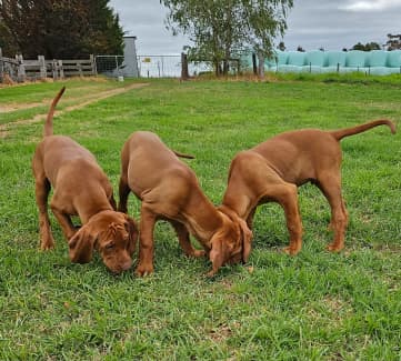 Vizsla puppies best sale for sale gumtree