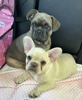 Gumtree french fashion bulldog puppies for