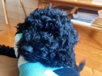 Purebred Toy Poodle Puppies For