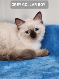 Male sales ragdoll kitten