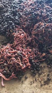 Worms for boosting your worm farm / compost bin - Delivered, Other  Garden, Gumtree Australia Yarra Ranges - Belgrave