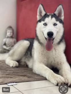 Gumtree husky hot sale pups