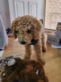 Toy poodle clearance gumtree