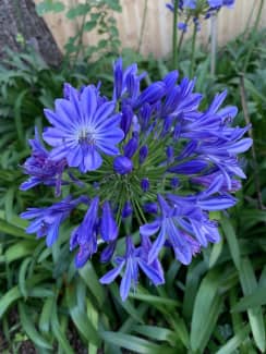 Agapanthus in Bloom for Sale | Plants | Gumtree Australia Eastern Suburbs -  Kensington | 1304518811