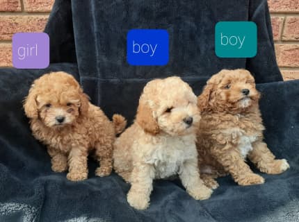 Gumtree best sale cavoodle puppies