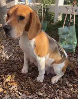 Beagle gumtree best sale