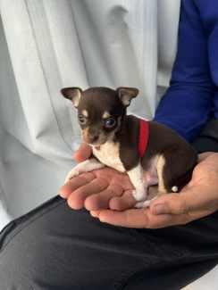 Chihuahua puppies for gumtree fashion