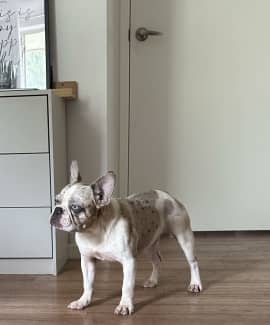 Merle clearance french bulldog