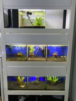 Shrimp/Fish Aquarium Rack system, Fish, Gumtree Australia Blacktown  Area - Marsden Park