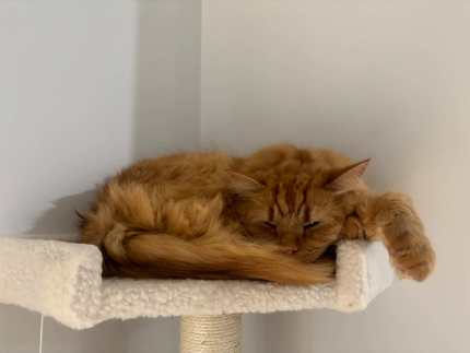 Gum tree cats sale