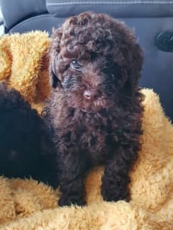 chocolate brown poodle puppies for sale