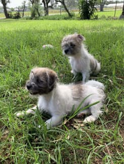 Jack best sale tzu puppies