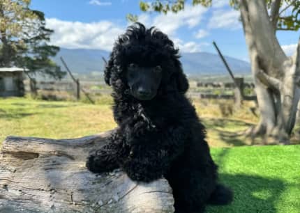 Miniature hotsell poodle gumtree