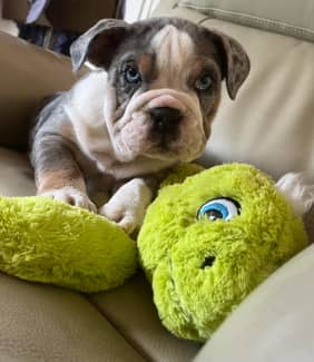 British bulldog puppies for sale 2024 near me