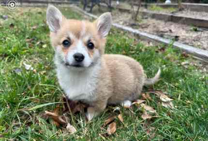 Welsh Corgi Puppies