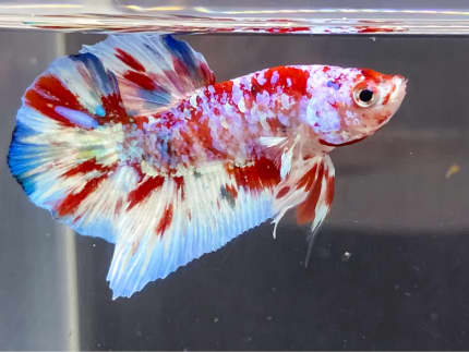 Gumtree store betta fish